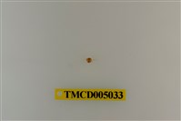 藏品(短指和尚蟹)的圖片